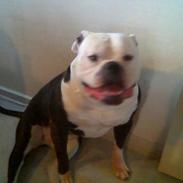 Amerikansk bulldog gandalf