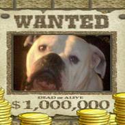 Amerikansk bulldog gandalf