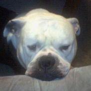 Amerikansk bulldog gandalf