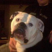 Amerikansk bulldog gandalf