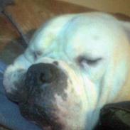 Amerikansk bulldog gandalf