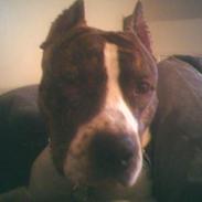 Amerikansk staffordshire terrier Zaggah R.I.P