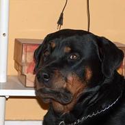 Rottweiler Gabi (Nellemann's Gerbara