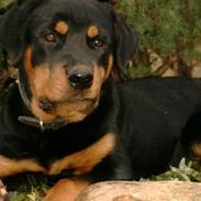 Rottweiler Gabi (Nellemann's Gerbara