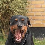 Rottweiler Gabi (Nellemann's Gerbara