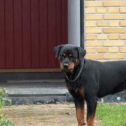Rottweiler Gabi (Nellemann's Gerbara
