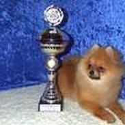 Pomeranian Tops'y Pax - R.I.P.