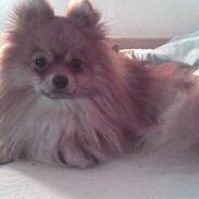 Pomeranian Tops'y Pax - R.I.P.