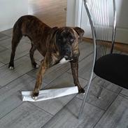 Amerikansk bulldog Buster