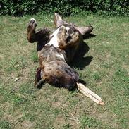 Amerikansk bulldog Buster