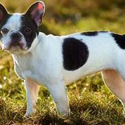 Fransk bulldog Cirkeline