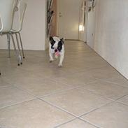 Fransk bulldog Cirkeline