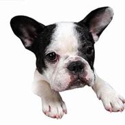 Fransk bulldog Cirkeline