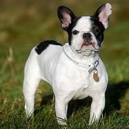 Fransk bulldog Cirkeline