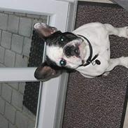 Fransk bulldog Cirkeline