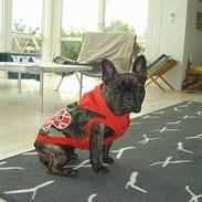 Fransk bulldog Chamarkild's Dothea <3