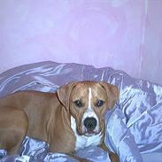 Amerikansk staffordshire terrier Kenzo (DØD)