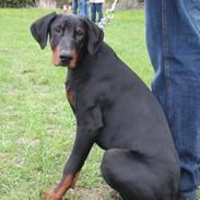 Dobermann **Kenzo** (Omplaceret)