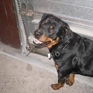 Rottweiler saki