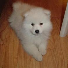 Japansk spids Fnuggi