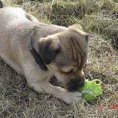 Blanding af racer Tyson