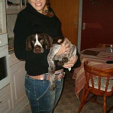 Ruhåret hønsehund Aiko-nu som jagthund