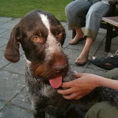 Ruhåret hønsehund Aiko-nu som jagthund