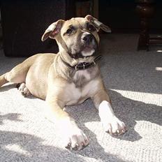 Amerikansk staffordshire terrier Bella