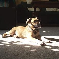 Amerikansk staffordshire terrier Bella