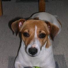 Jack russell terrier Idefex