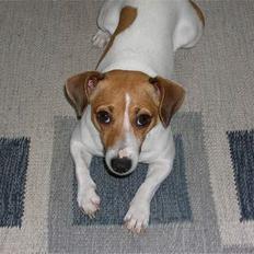 Jack russell terrier Idefex