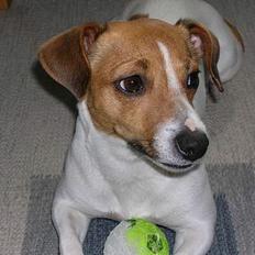 Jack russell terrier Idefex