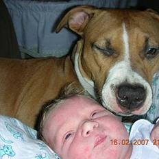 Amerikansk staffordshire terrier Aurum
