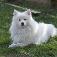 Japansk spids Fnuggi