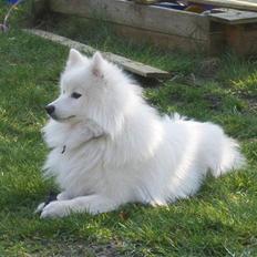 Japansk spids Fnuggi