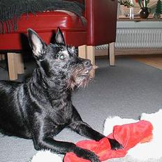 Blanding af racer Molly