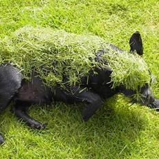 Blanding af racer Molly