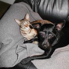 Blanding af racer Molly