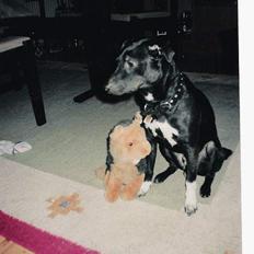 Dansk svensk gaardhund cæsar.