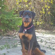 Rottweiler Tulle Larsen