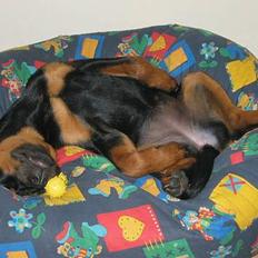 Rottweiler Tulle Larsen