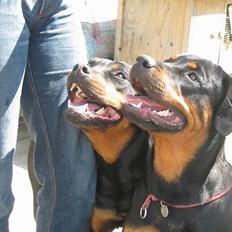Rottweiler Tulle Larsen