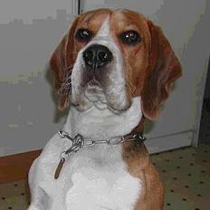 Beagle Obelix