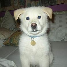 Blanding af racer Stanley