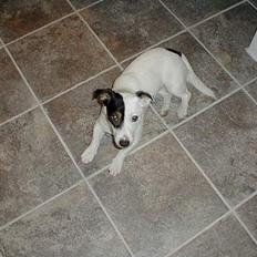 Jack russell terrier Theills Tikki