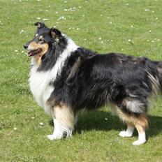 Collie langhåret Lucca  