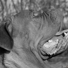 Dogue de bordeaux Cleo 2005-2011 RIP