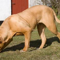 Dogue de bordeaux Cleo 2005-2011 RIP