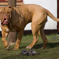 Dogue de bordeaux Cleo 2005-2011 RIP