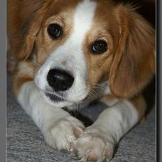 Blanding af racer Mark